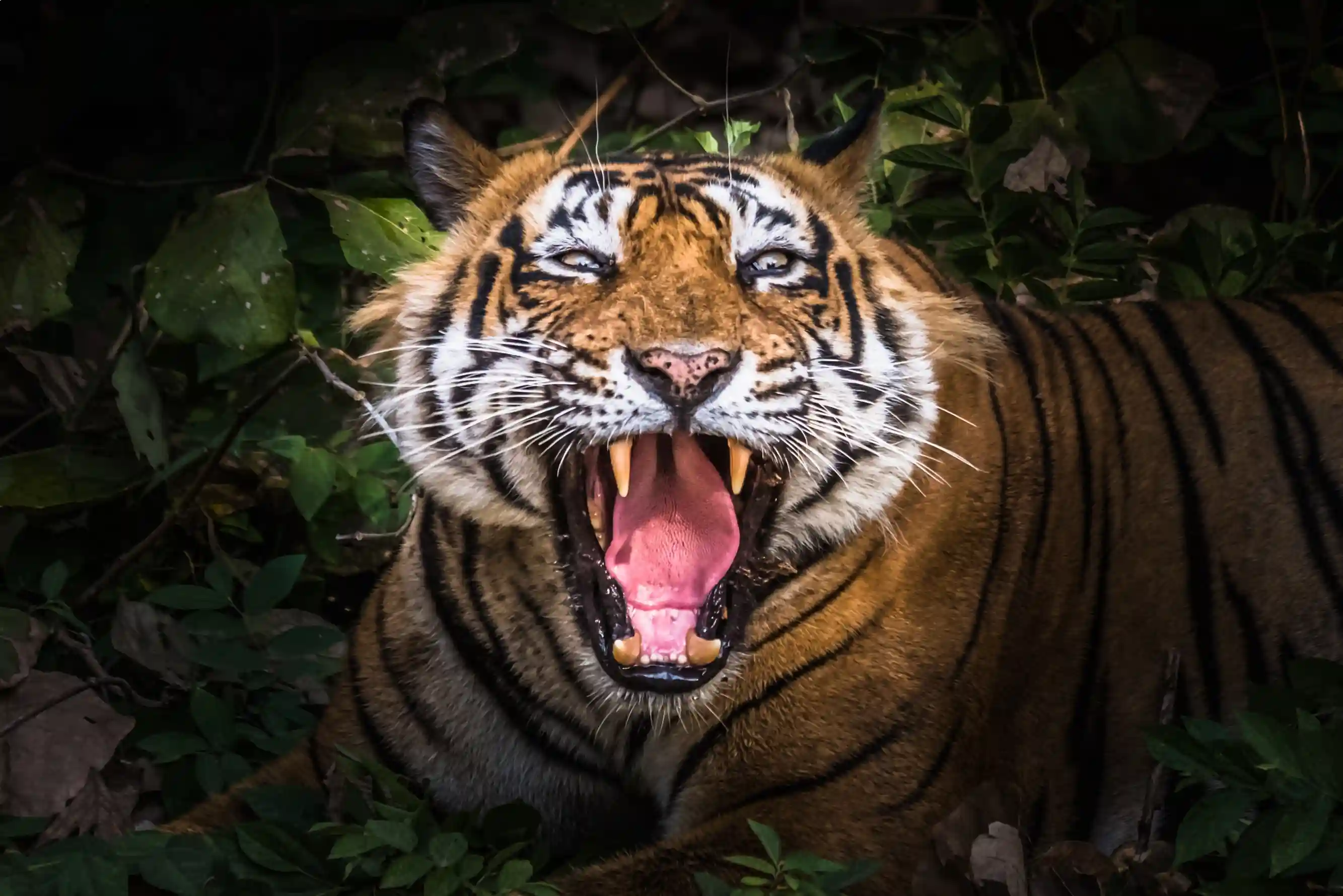  Discover the Majestic Taj Mahal